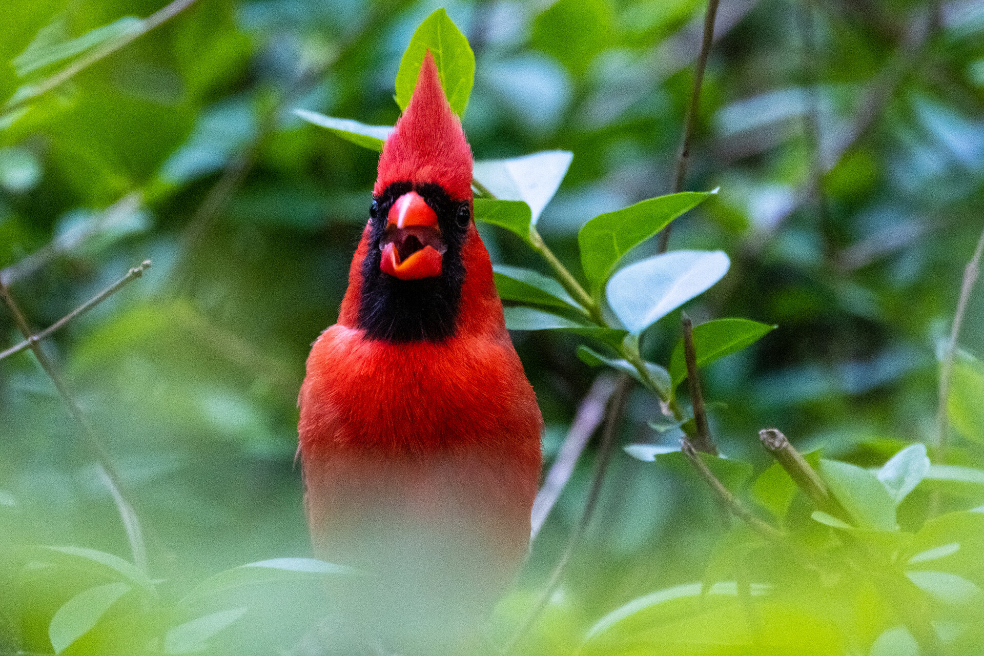 Northern Cardinal couldn’t find the page!